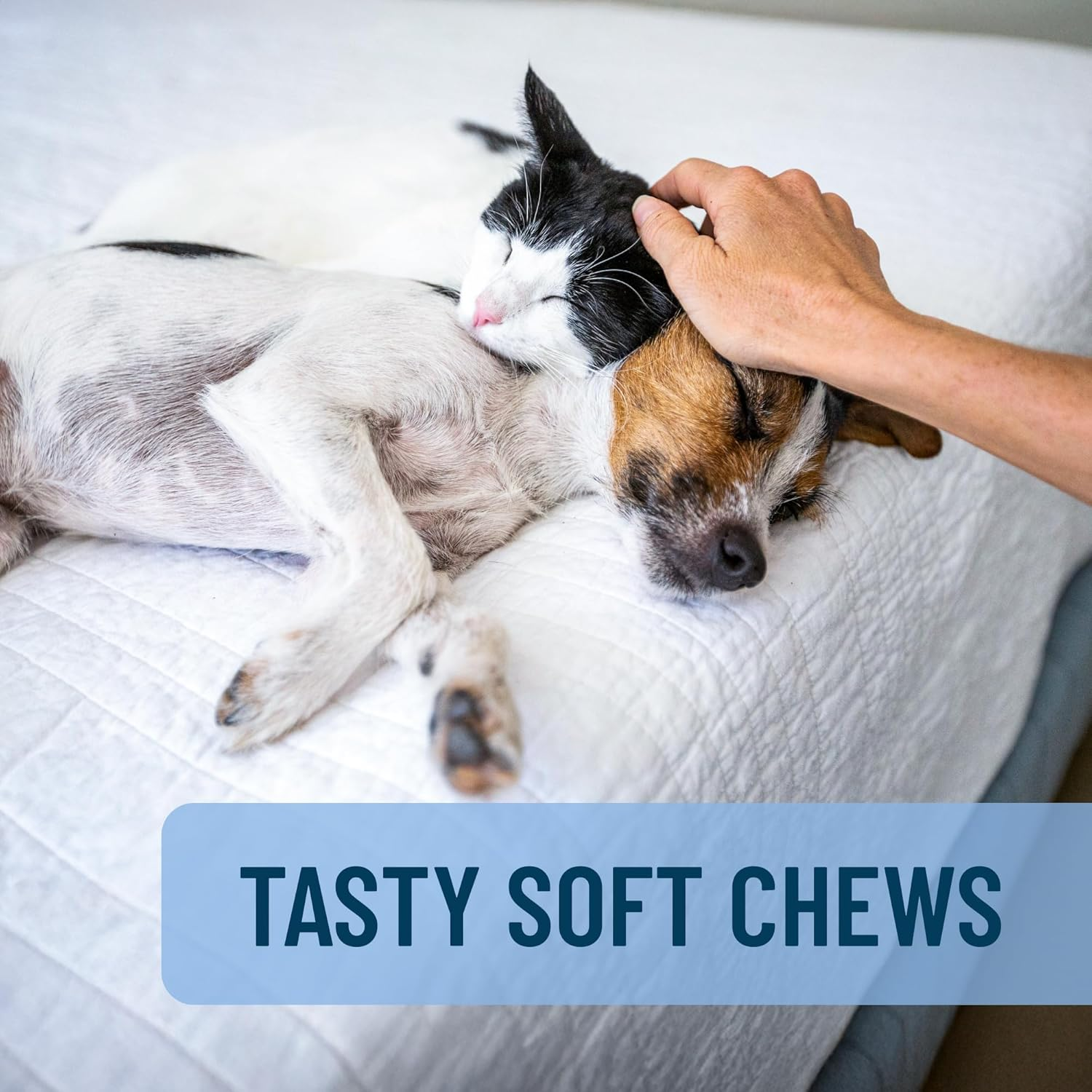 Nutramax Solliquin Calming Behavioral Health Supplement for Small to Medium Dogs and Cats - with L-Theanine, Magnolia/Phellodendron, and Whey Protein Concentrate, 75 Soft Chews image number 1