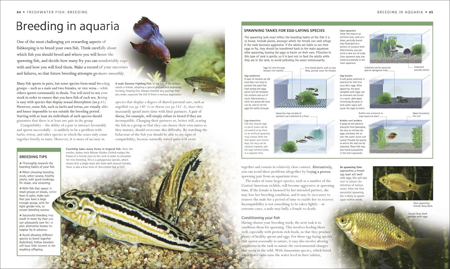 Encyclopedia of Aquarium and Pond Fish image number 6