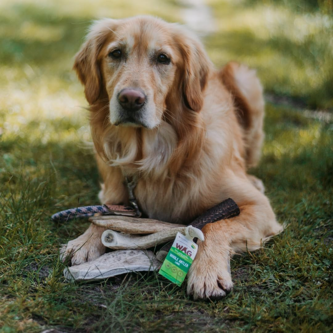 WAG Long Lasting Whole Antler Dog Treat, 4 Pack, Large image number 3