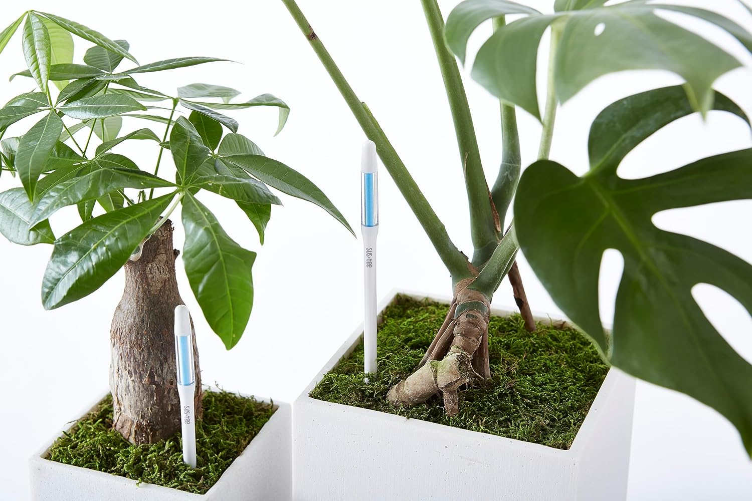 SUSTEE Aquameter (White, Medium), [Set of 6],Soil Moisture Meter,No Battery Required,[Japan Import],With English Instruction image number 1