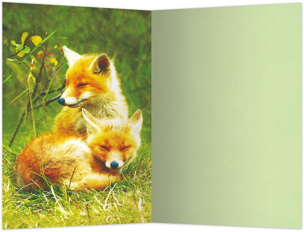 Tree-Free Greetings Econotes 12 Count Foxes Relaxing All Occasion Notecard Set with Envelopes, 4 X 6 Inches (FS56123) image number 1