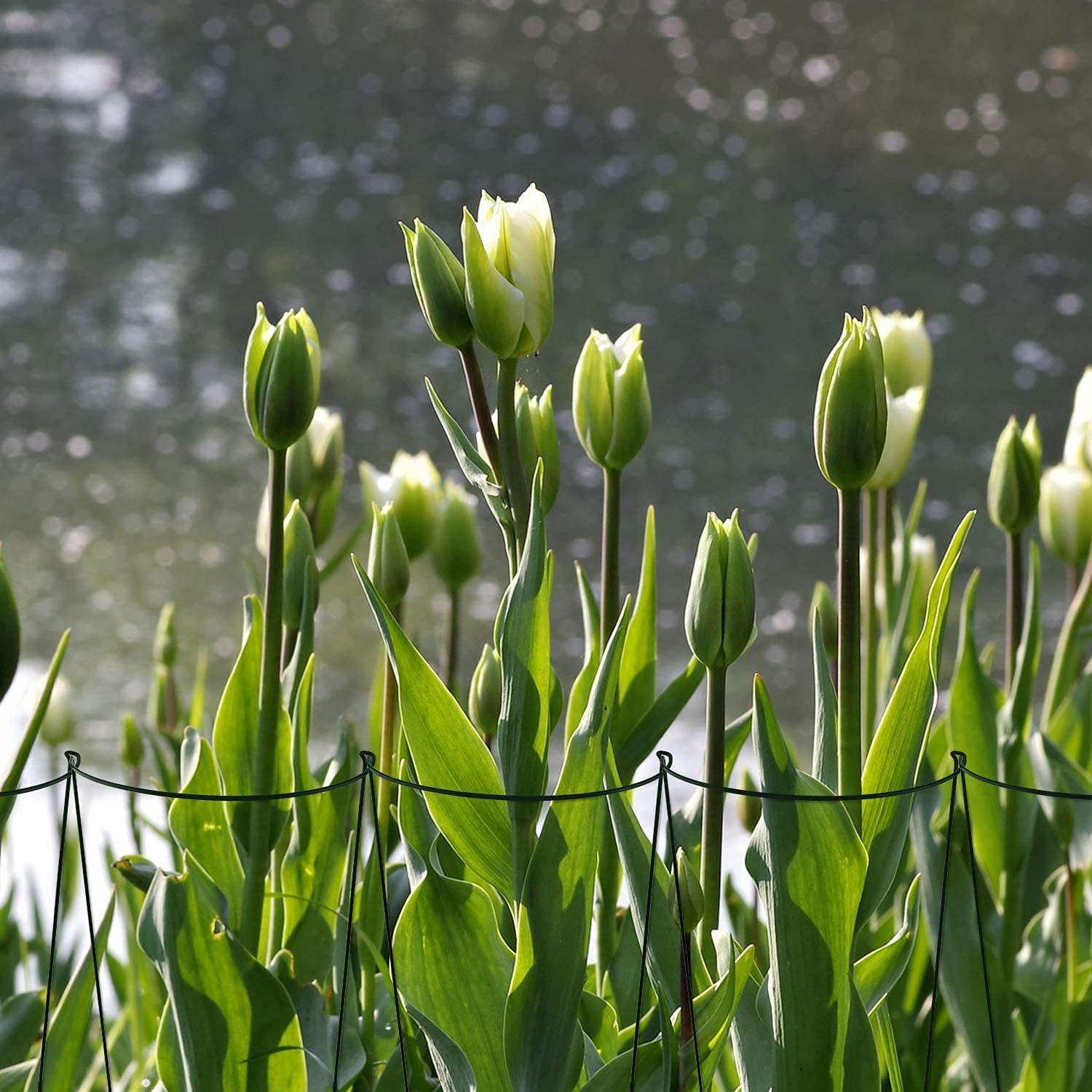 AIEX Plant Support Stakes Metal Garden Stem Support Stake Plant Cage (4Pcs) image number 5