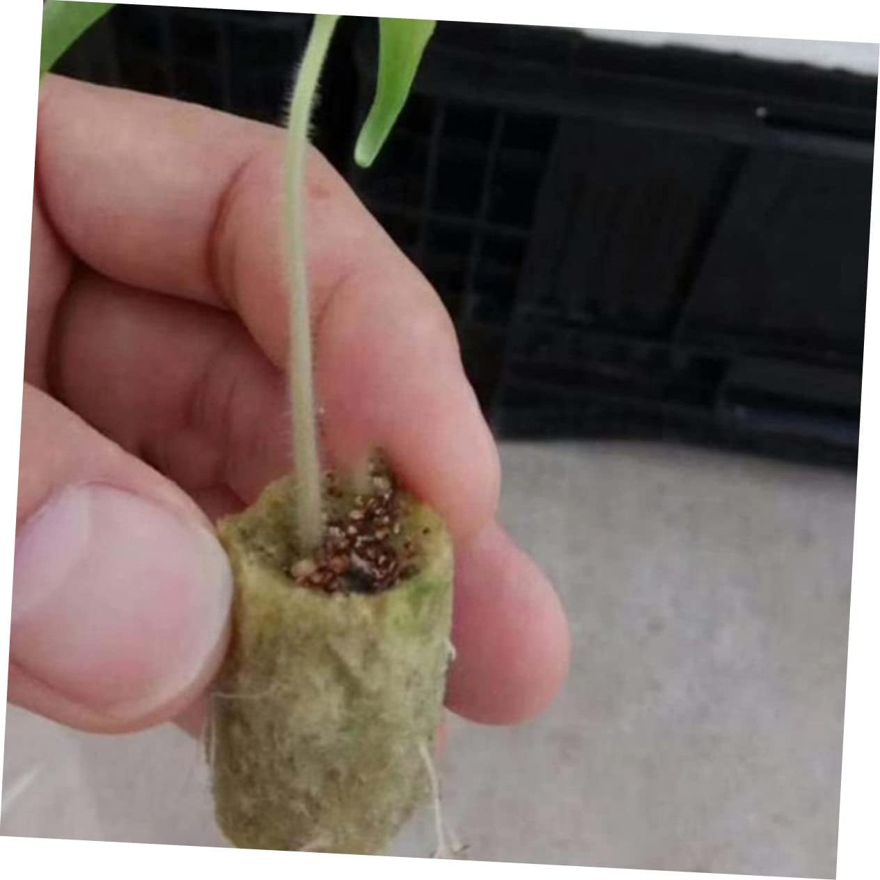 SUPVOX 66Pcs Nursery Plant Grow Plugs for Soilless Culture Hydroponic Planting Starter Plugs Grow Cubes for Hydroponics Kit image number 3