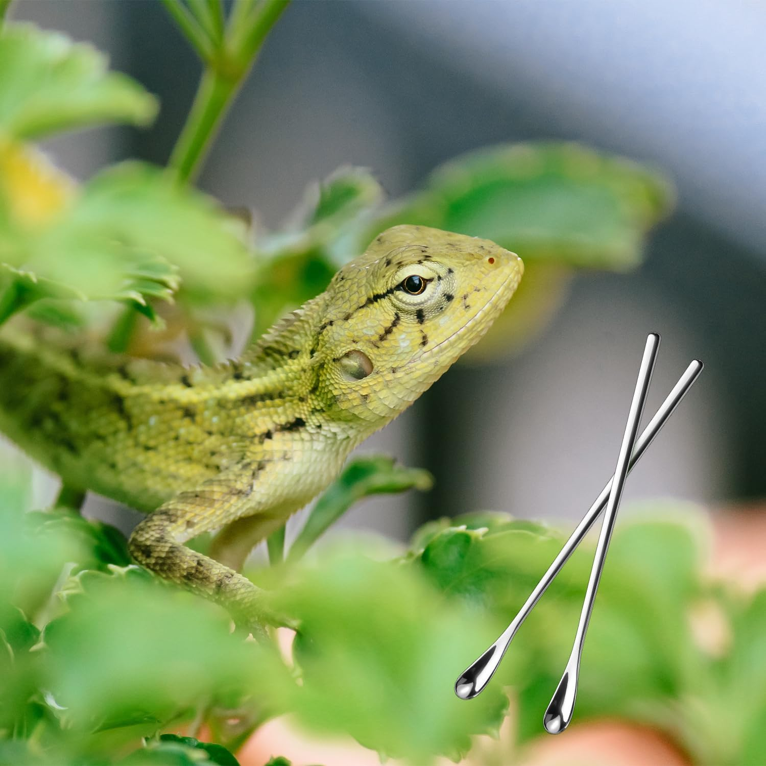 2Pcs Reptile Food Spoons, Reptile Feeding Spoon Long Handle Fruit Mixing Stirring Food Scoop Pet Feeding Tool Fit for Crested Gecko Lizard Gargoyle Bearded Dragon and Other Small Animals image number 2