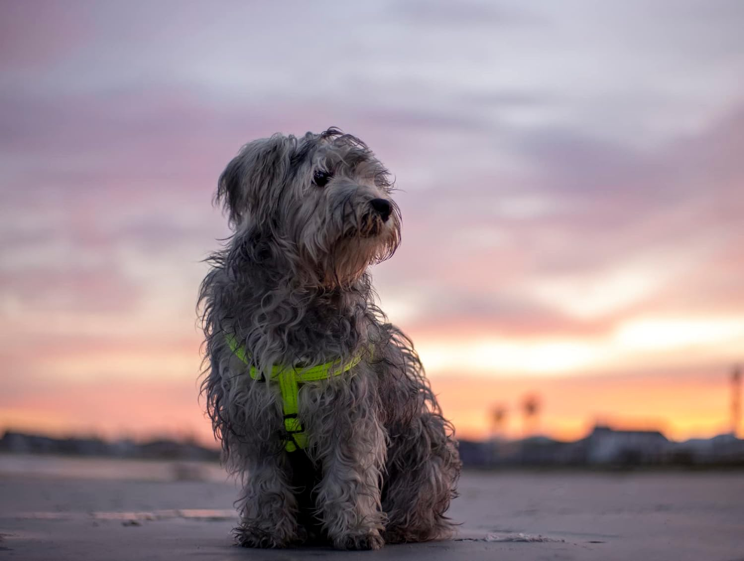 Rogz Utility Step-In Harness Fanbelt, Large, Black - Orange image number 6