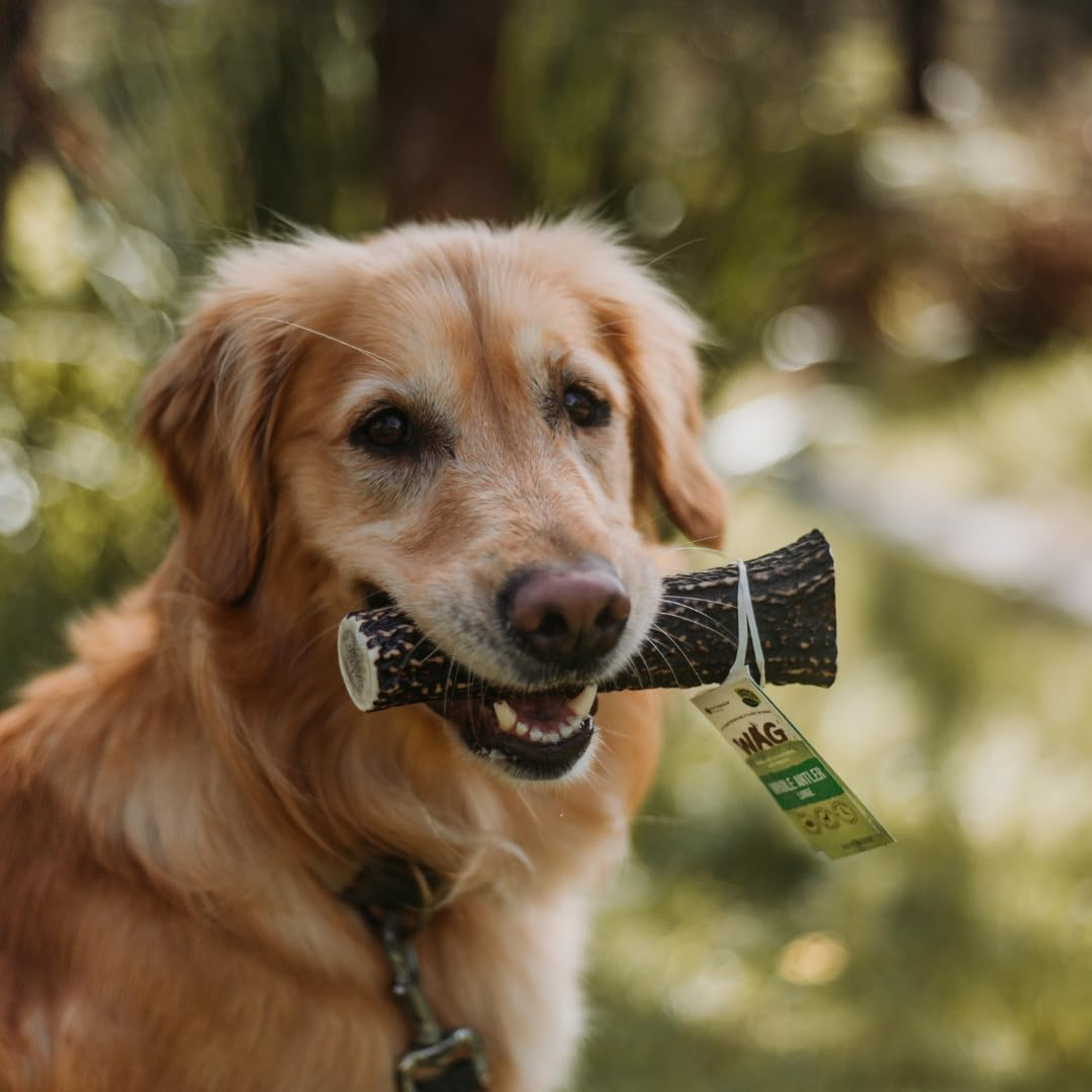 WAG Long Lasting Whole Antler Dog Treat, 4 Pack, Large image number 4