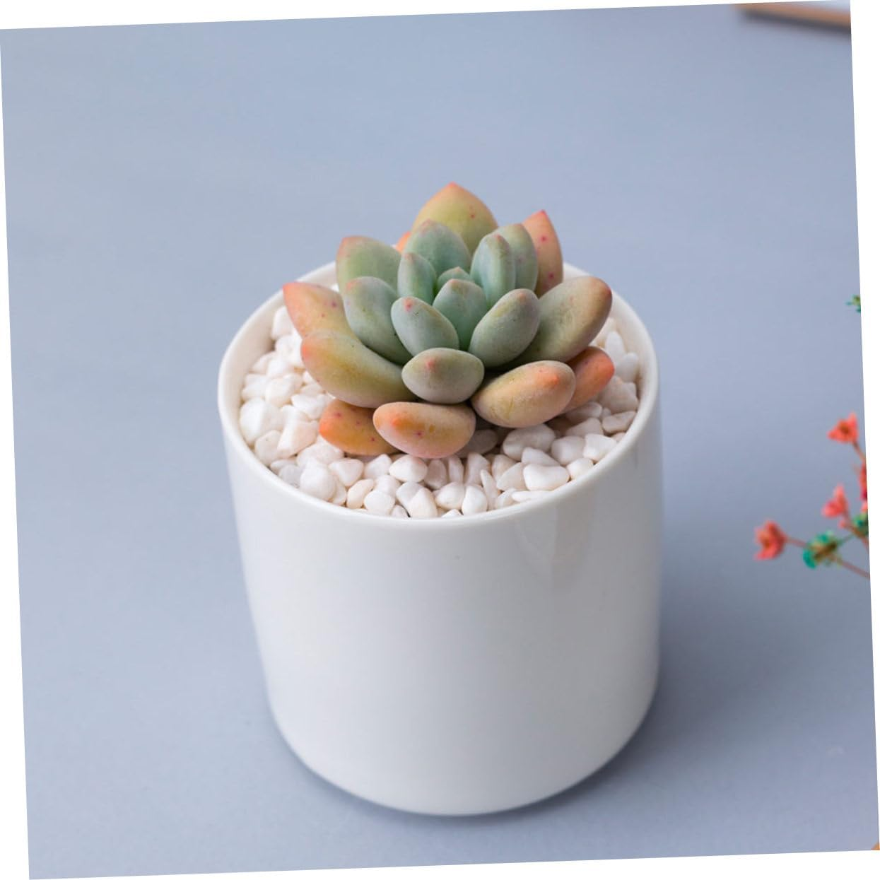 2Pcs Ceramic Flower Pot round Succulent Plant Container for Home Office Decor Elegant Desktop Planter for Small Spaces for Succulents Indoor Plants image number 6