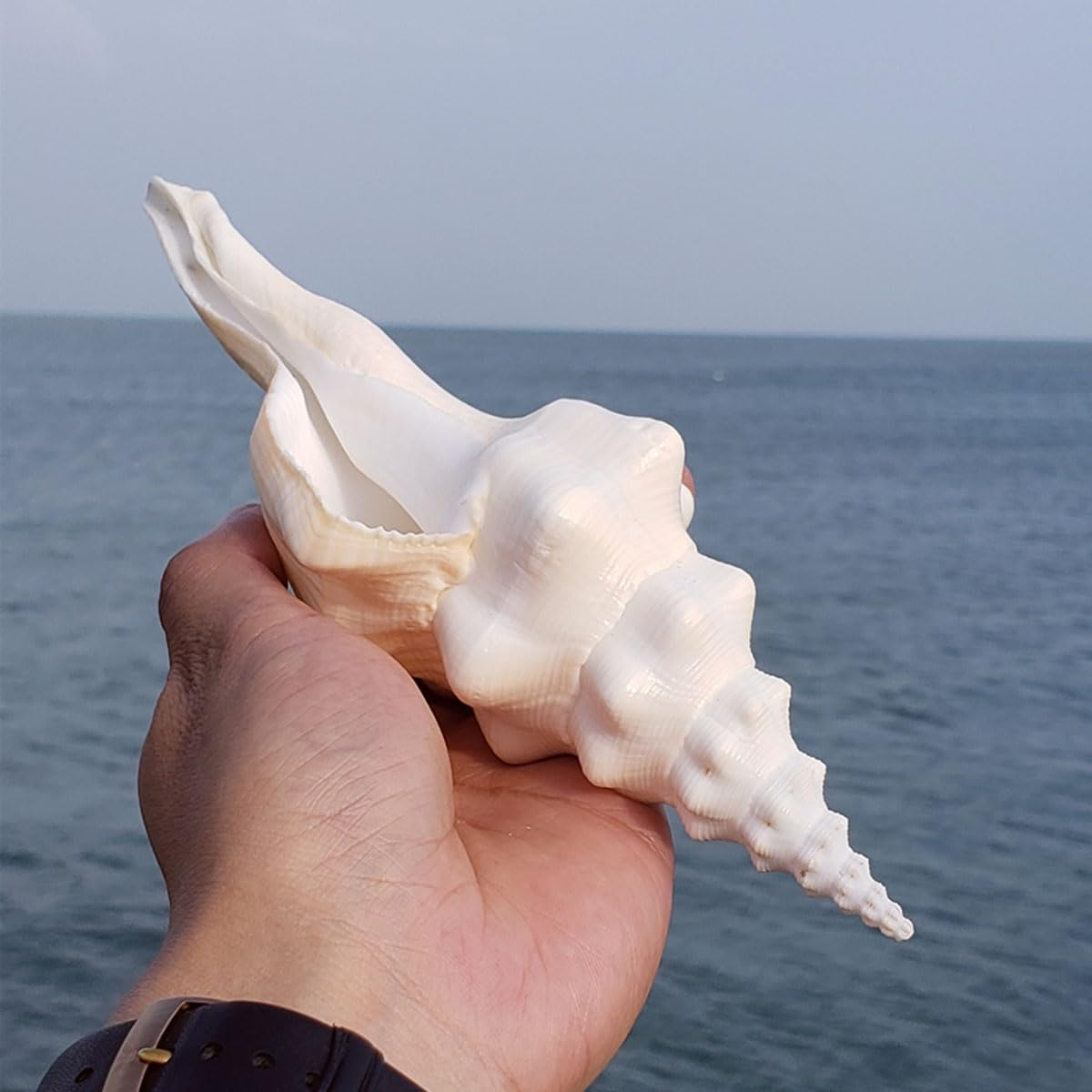 Shells,Conch Shell, Shells Natural Super Conch Landrace Spiral Snail for Decorations DIY Crafts Various(19~20Cm) image number 1