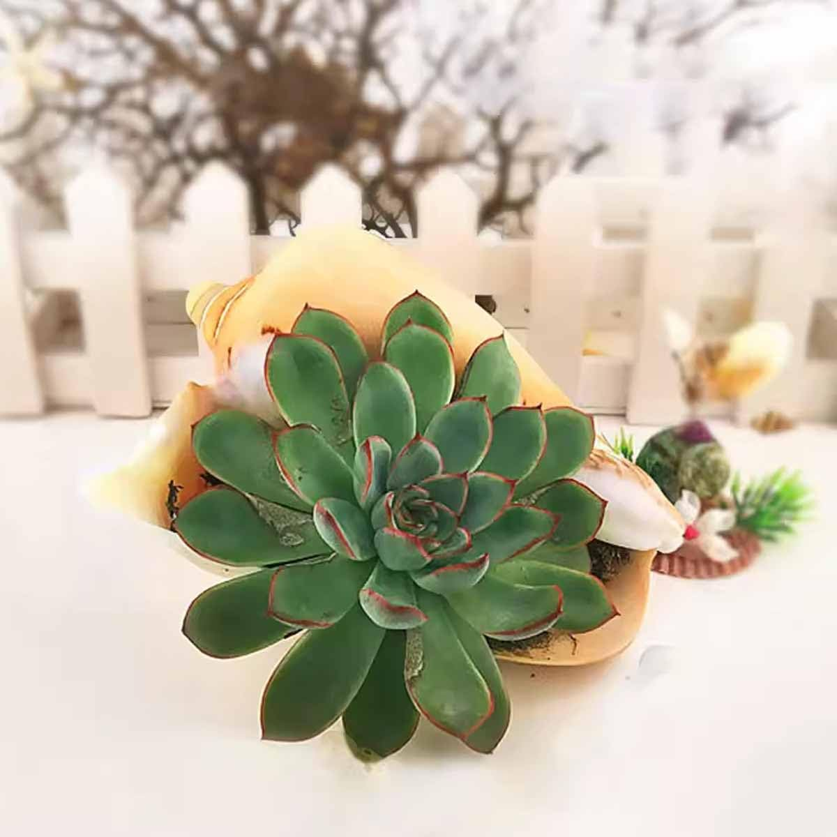 Shells,Conch Shell, Shells Natural Large Shell of Conch Home Decorations 12~16Cm(12~13Cm) image number 4