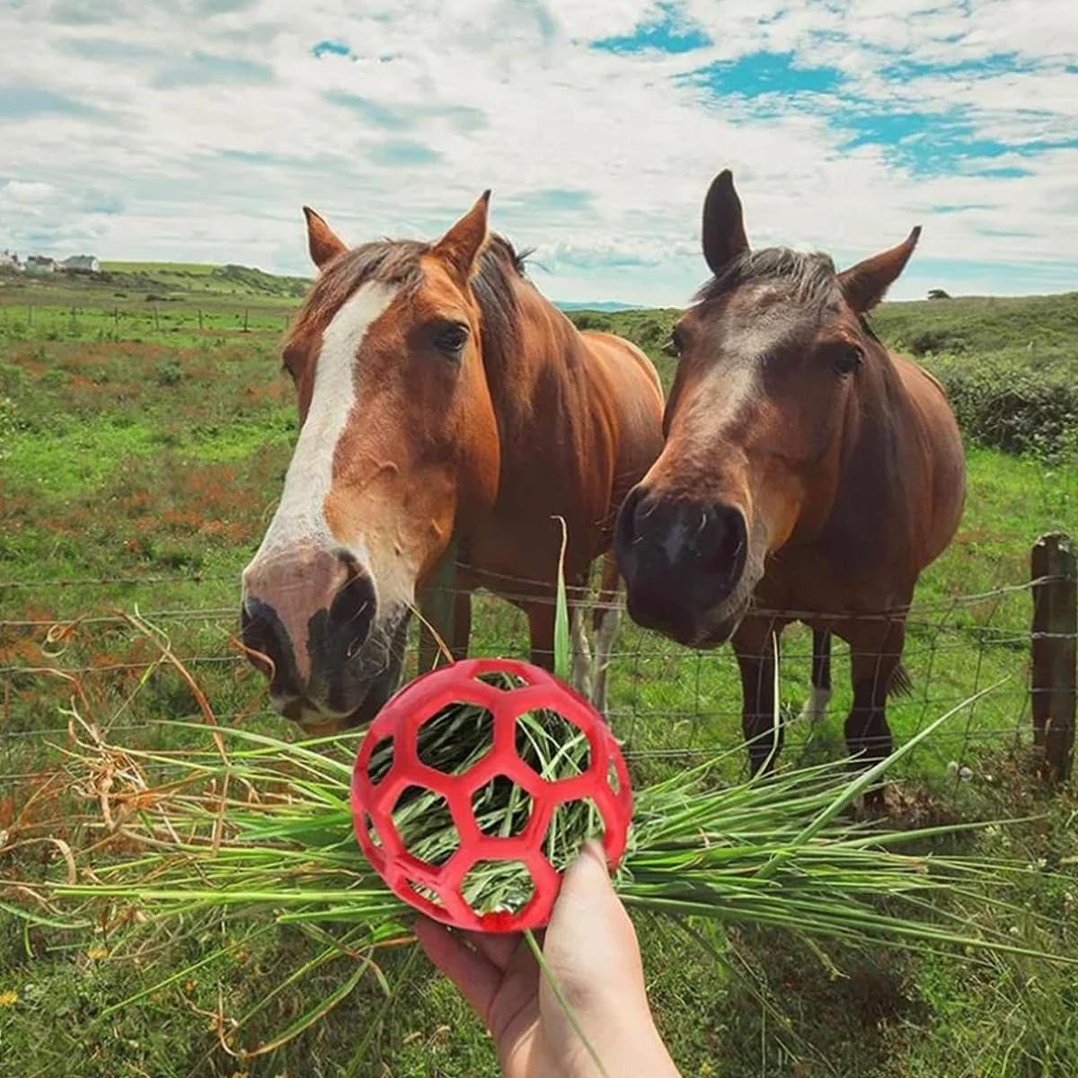 AIMALL Horse Treat Ball, Stable Hanging Hay Feeder, Polo Hay Feeding Ball Toy, 5.5 Inch Diameter, Red, Blue, Green - Red image number 4
