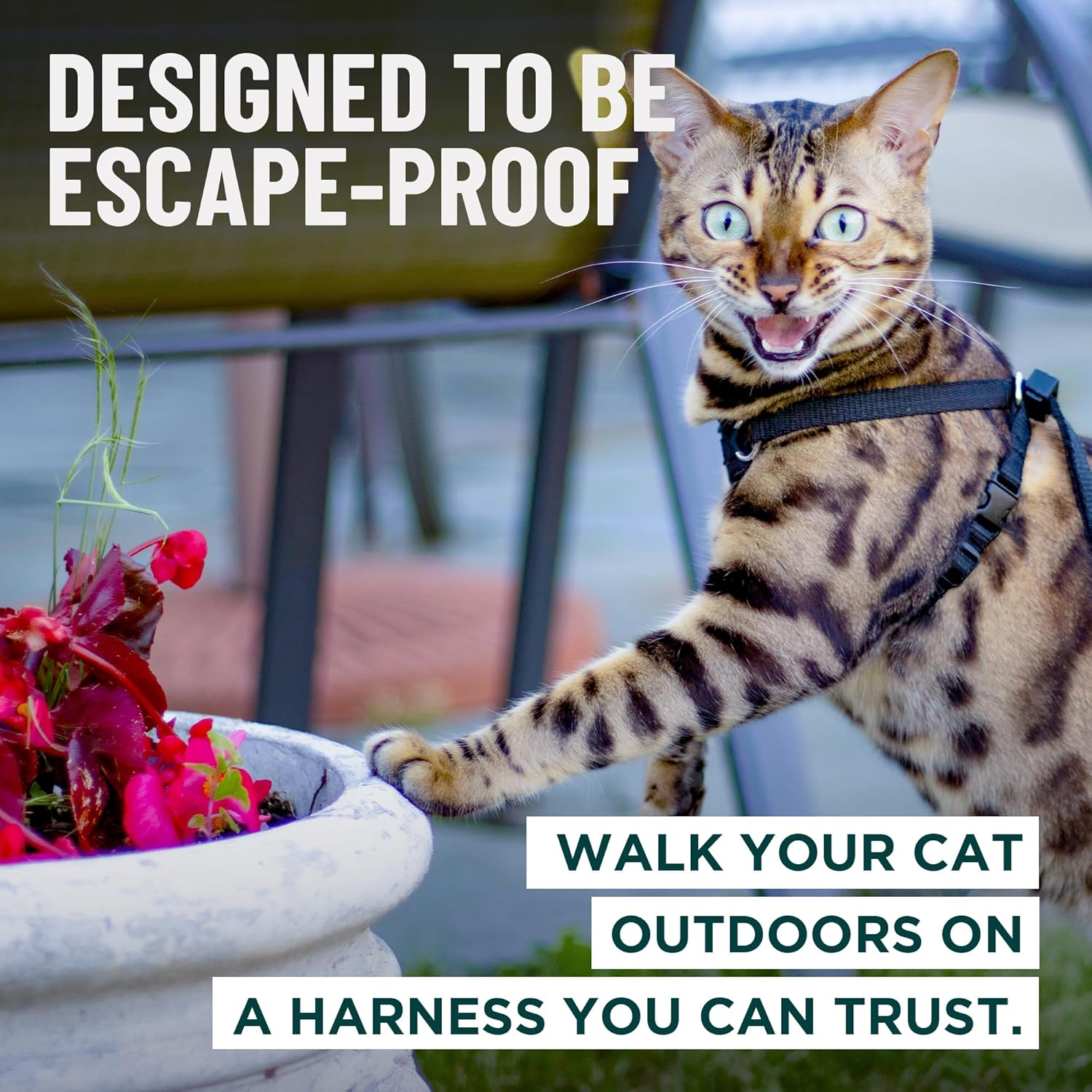 Houdini&trade; Large Cat Harness and Leash Set (Escape Resistant) by Outdoorbengal for Walking Big Cats (L) image number 4