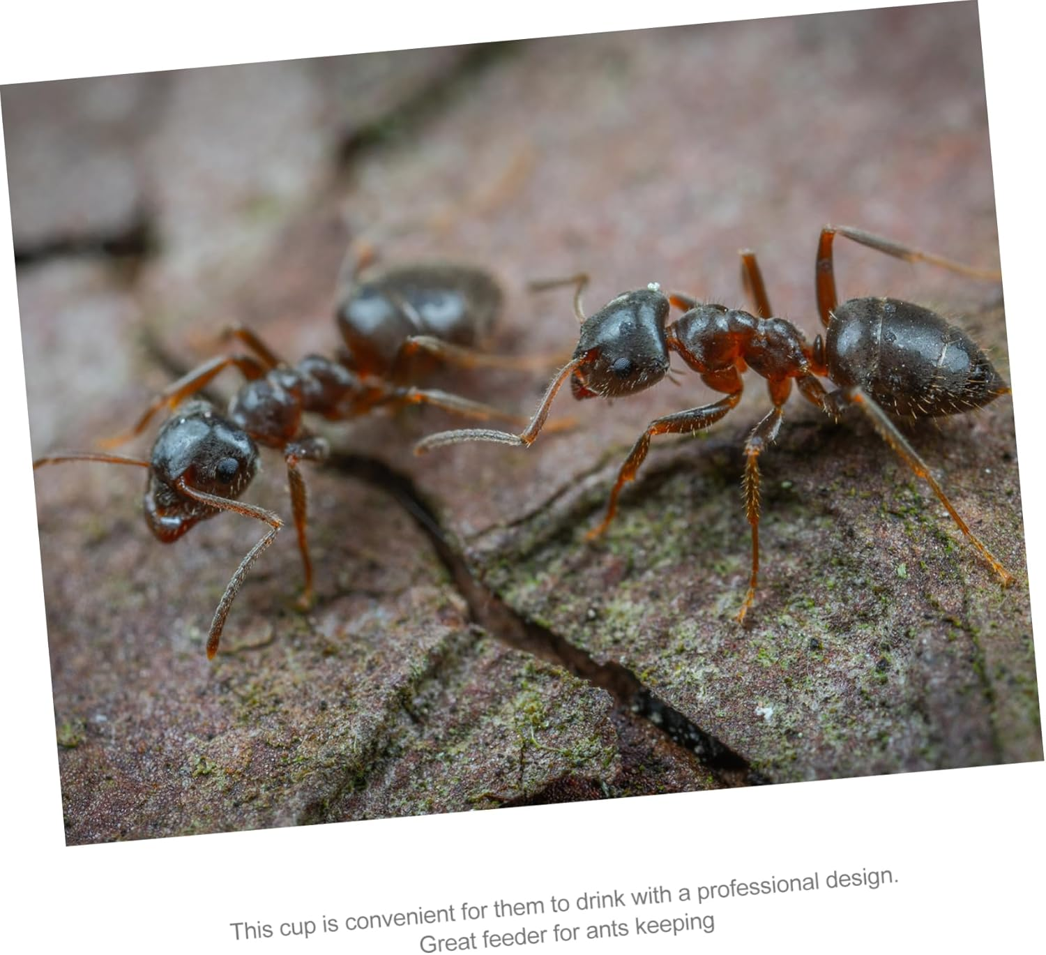 Ant Water Feeder Bowl Acrylic Small Size Formicarium Nest Drinking Tool for Ant Habitat Pet Supplies image number 6