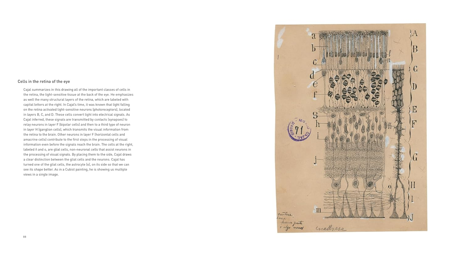 The Beautiful Brain:The Drawings of Santiago Ramon Y Cajal image number 6