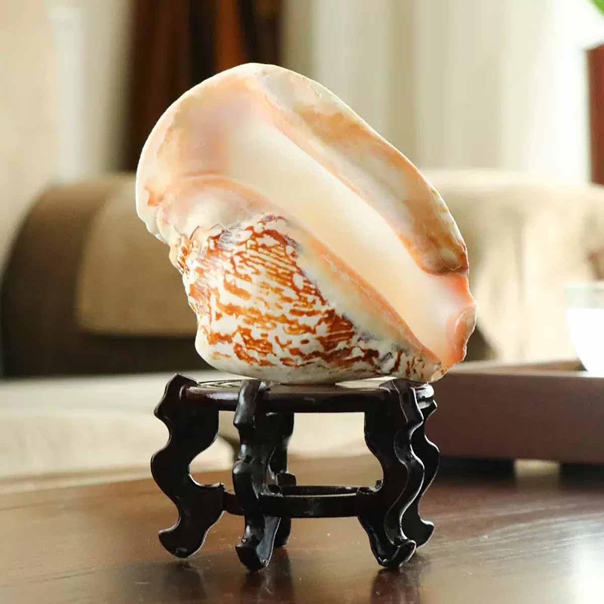 Shells,Conch Shell, Shells Natural Large Shell of Conch Home Decorations 12~16Cm(12~13Cm) image number 5
