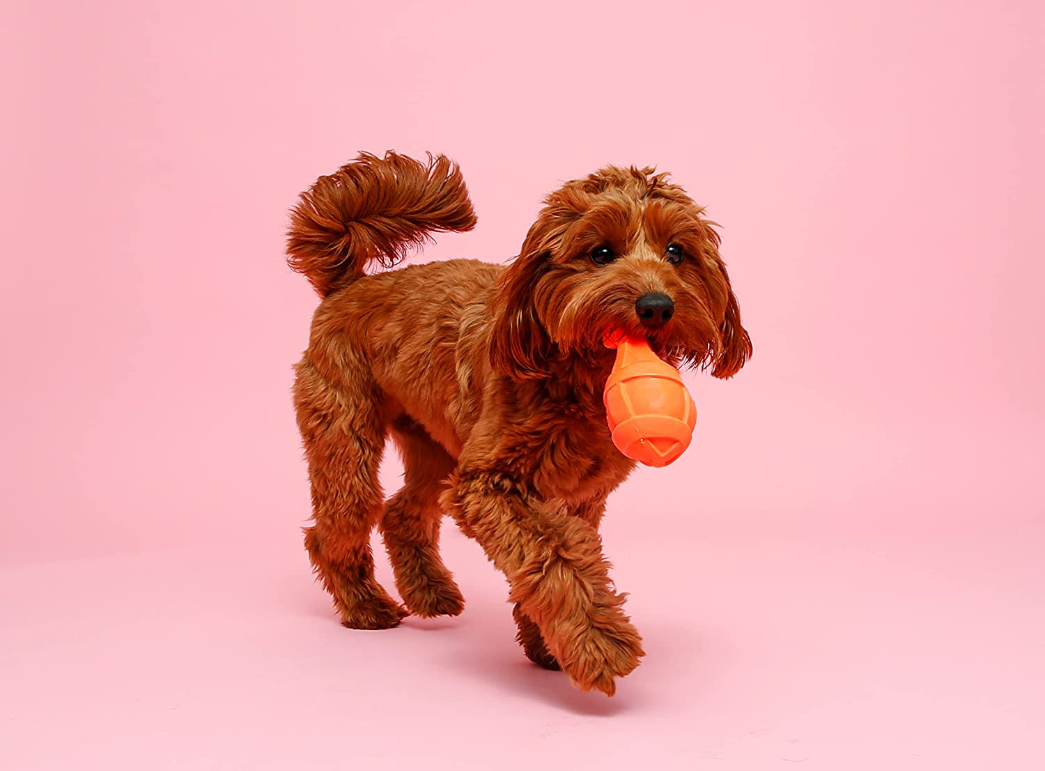 Hartz Duraplay Rocket - Medium image number 3