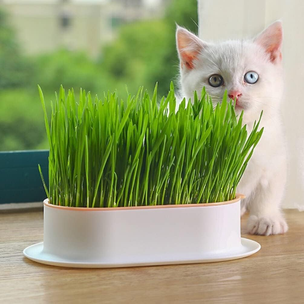3 Pcs Cat Grass Planter, Hydroponic Cat Grass Planter,Planting Box,Soilless Culture Growing Kit, Nursery Planting Box for Indoor, (Yellow Green Blue) image number 5