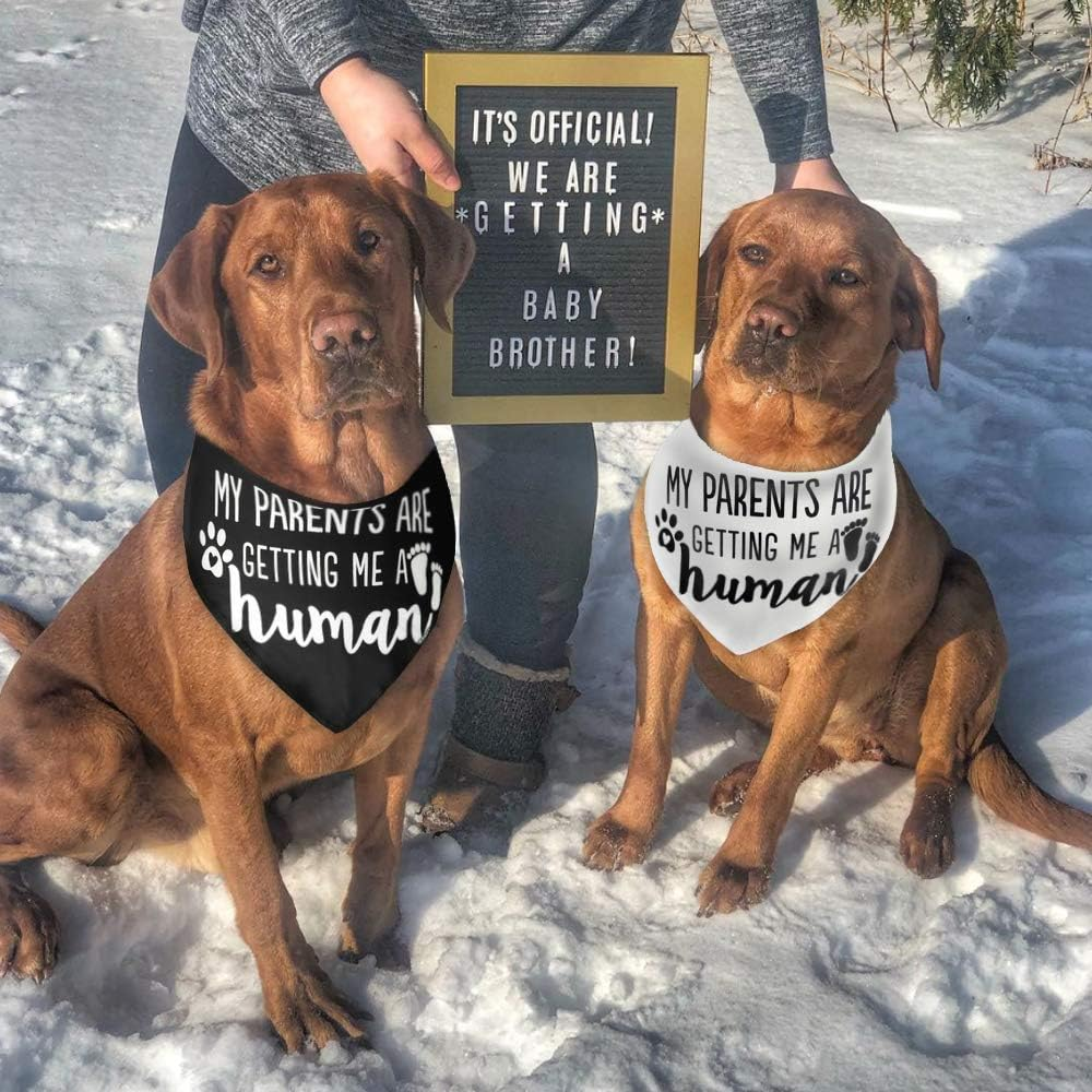 JPB My Parents Are Getting Me a Human,2 Pack Gender Reveal Dog Bandana