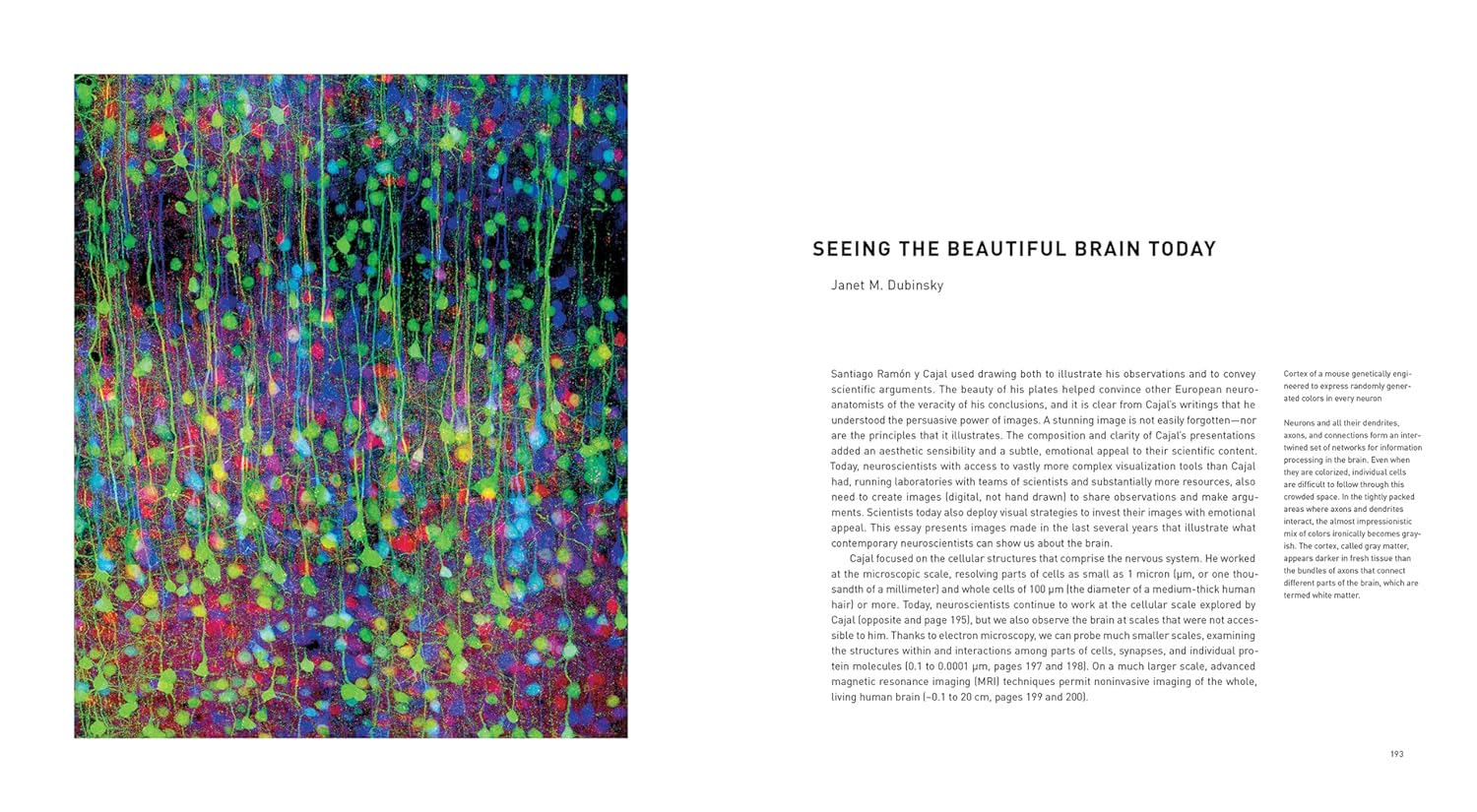 The Beautiful Brain:The Drawings of Santiago Ramon Y Cajal image number 4