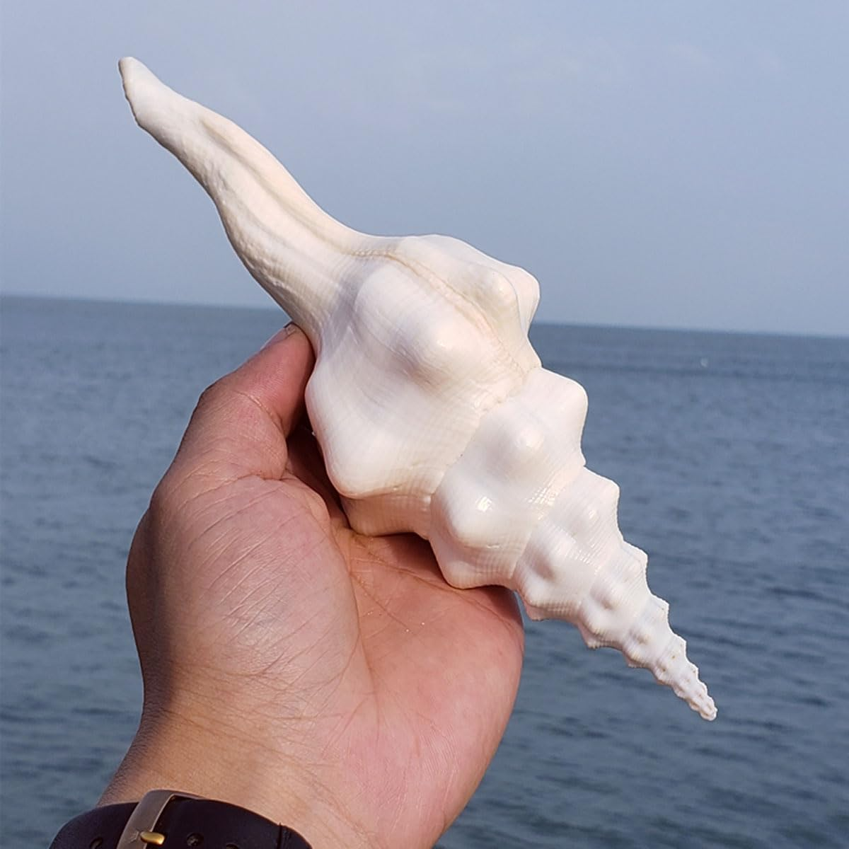 Shells,Conch Shell, Shells Natural Super Conch Landrace Spiral Snail for Decorations DIY Crafts Various(19~20Cm) image number 4