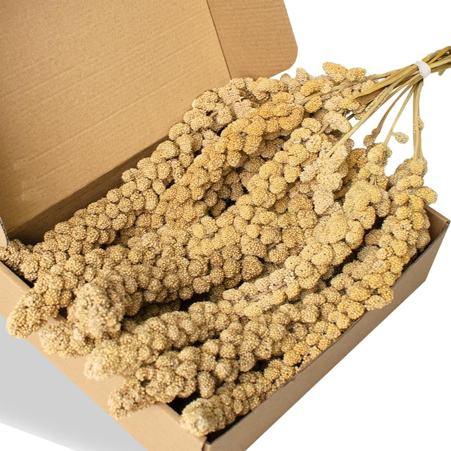 1LB Spray Millet Treat for Birds &ndash; Natural Sun-Dried Millet for Parakeets, Cockatiels, Budgies, Finches, Parrots, and Hamsters image number 1