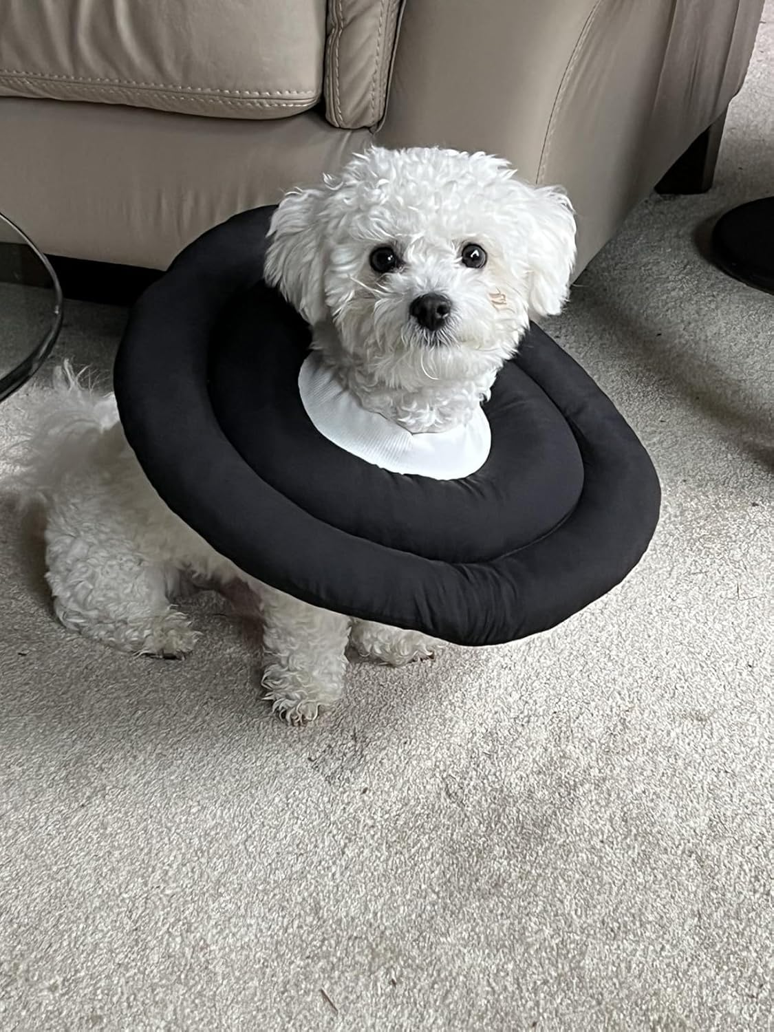 Dog Recovery Collar, Waterproof Soft Dog Cone after Surgery, Comfy Protective Elizabethan Collar Alternative for Dogs Cats, Adjustable Pet Neck Donut Cone Anti-Licking Biting Wounds (Navy Blue, M) image number 4