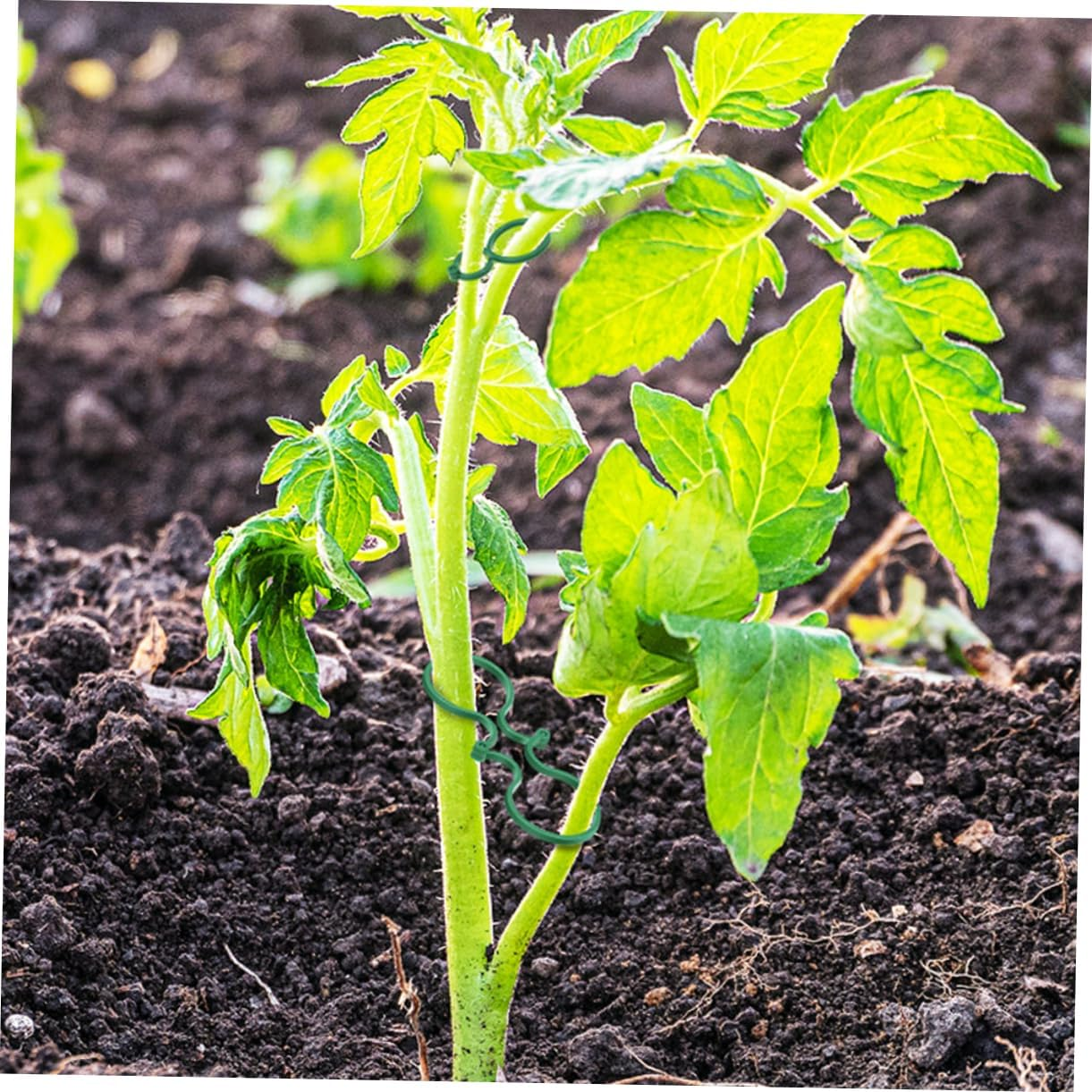 100Pcs Vegetable Garden Binding Clip Plant Training Clips Garden Plant Clamp Stem Flower Vine Clamp Supplies image number 5