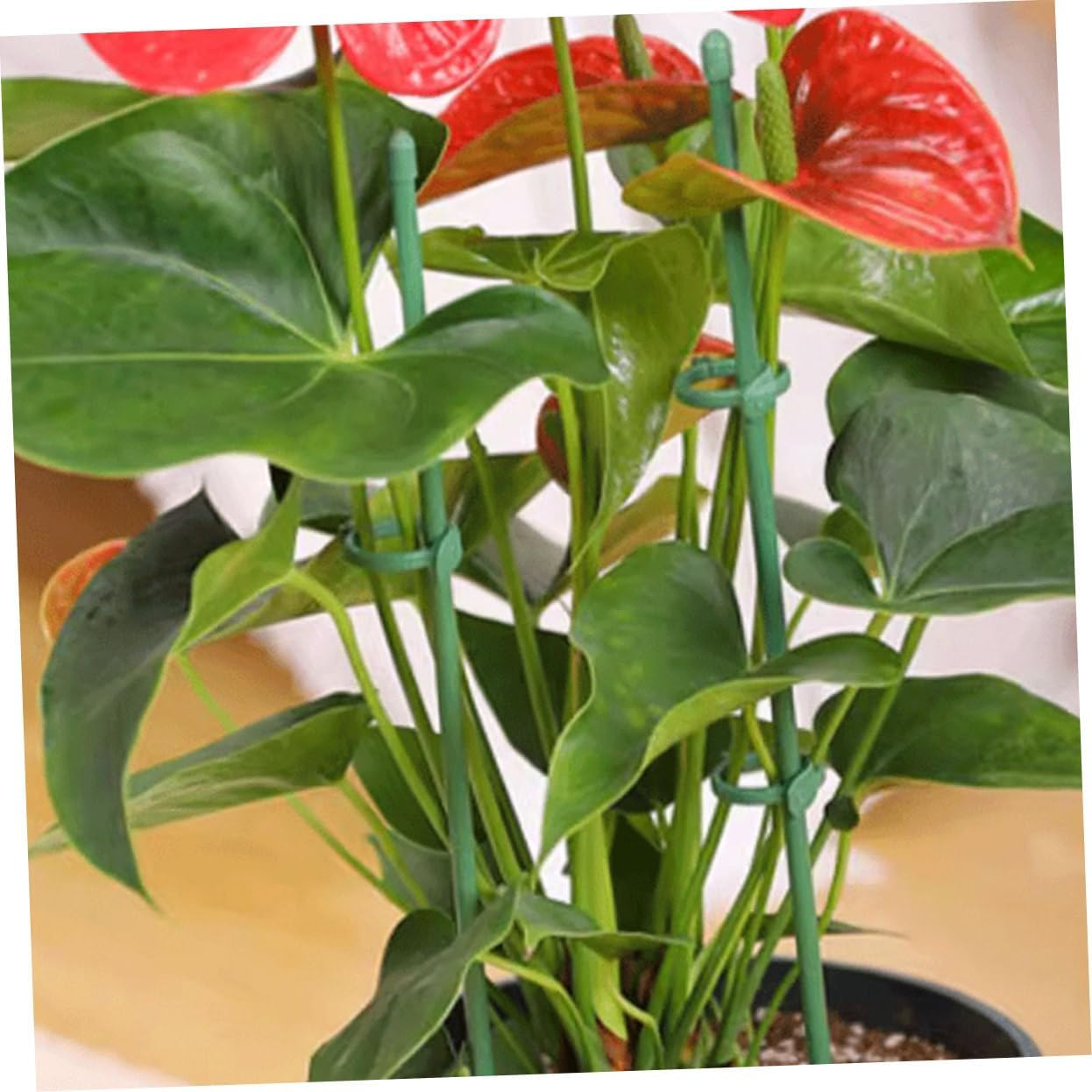 Yardenfun 12Sets Plant Support Stakes for Flower Garden Single Stem Plant Supports Garden Stakes for Growing Sticks image number 6