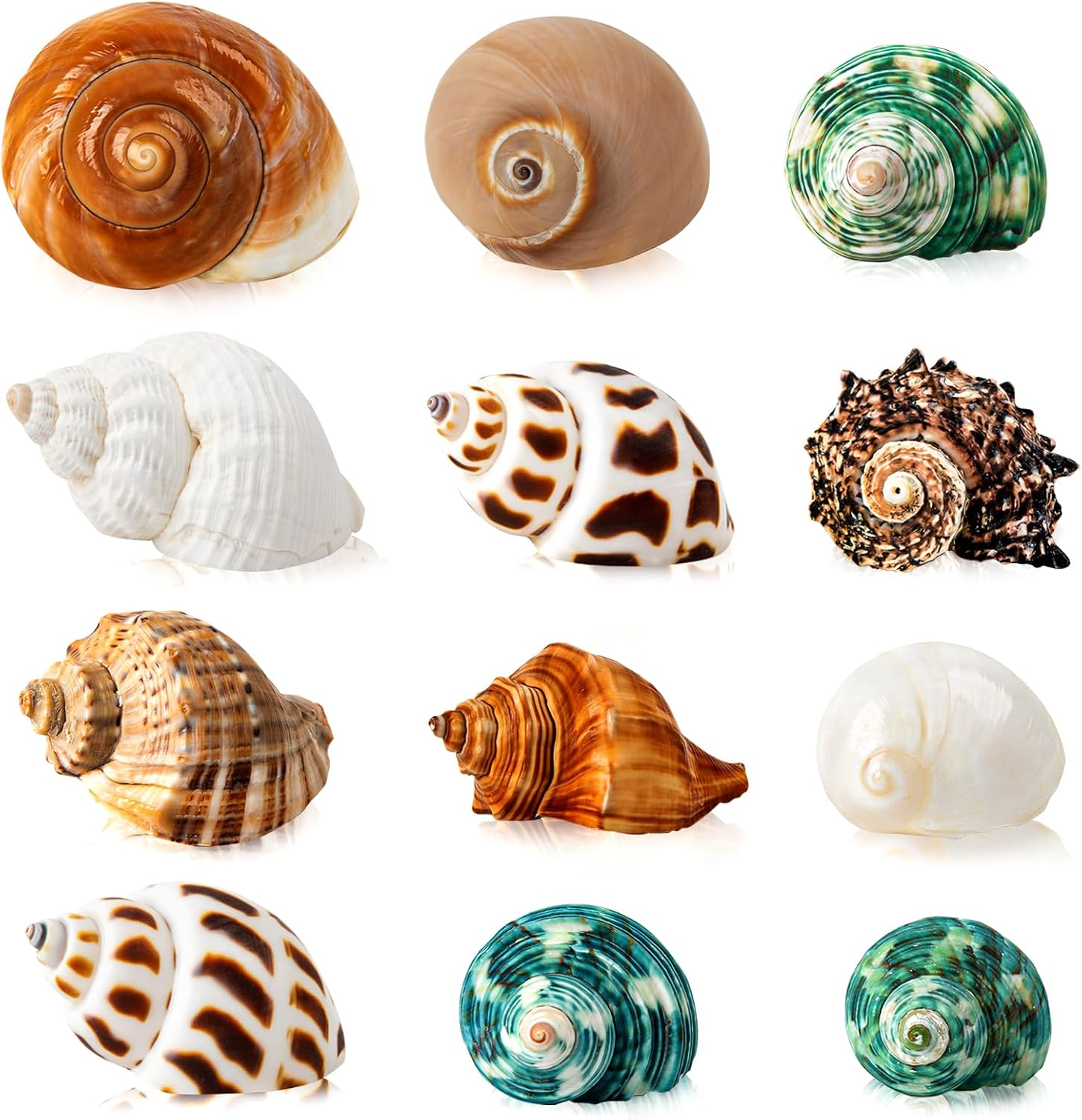 12PCS Hermit Crab Shells | Natural Sea Conch Size 1.6"-3.2" | Growth Turbo for Small to Medium and Large Crabs, Saltwater Hermit Crab Supplies and Sea Shell for Beach Decor image number 5