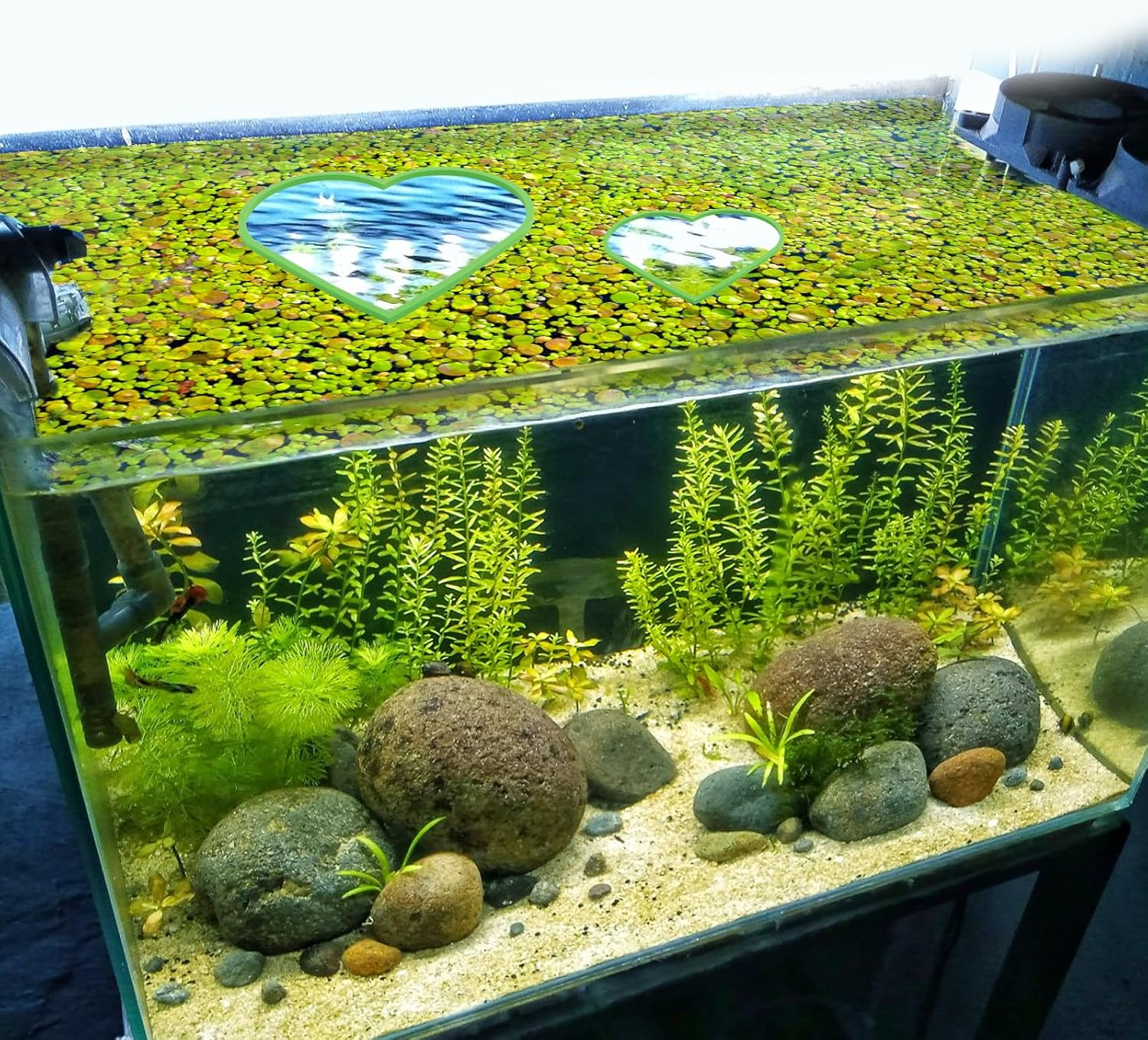 5Pcs Aquarium Floating Plant Rings, Foam Betta Fish Feeding Rings Heart Shaped Fish Tank Feeder Plant Fence Corral Keep Floating Plants in Place & Out of Filters Decor (Green) image number 1