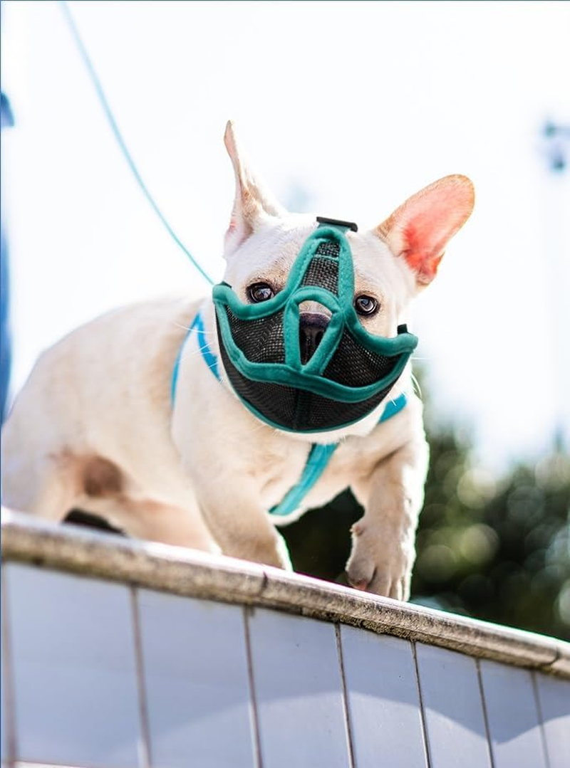 Short Snout Dog Muzzle, Won&rsquo;T Cover Forehead Bulldog Muzzle Adjustable Breathe Mesh, anti Bitting Chewing Barking (Green, XL) image number 2