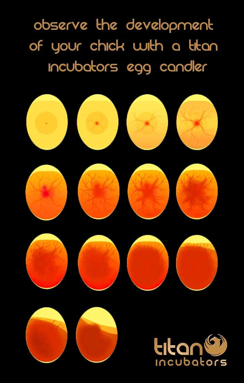Standard Chicken Egg Candler/Egg Test - Battery Powered image number 3