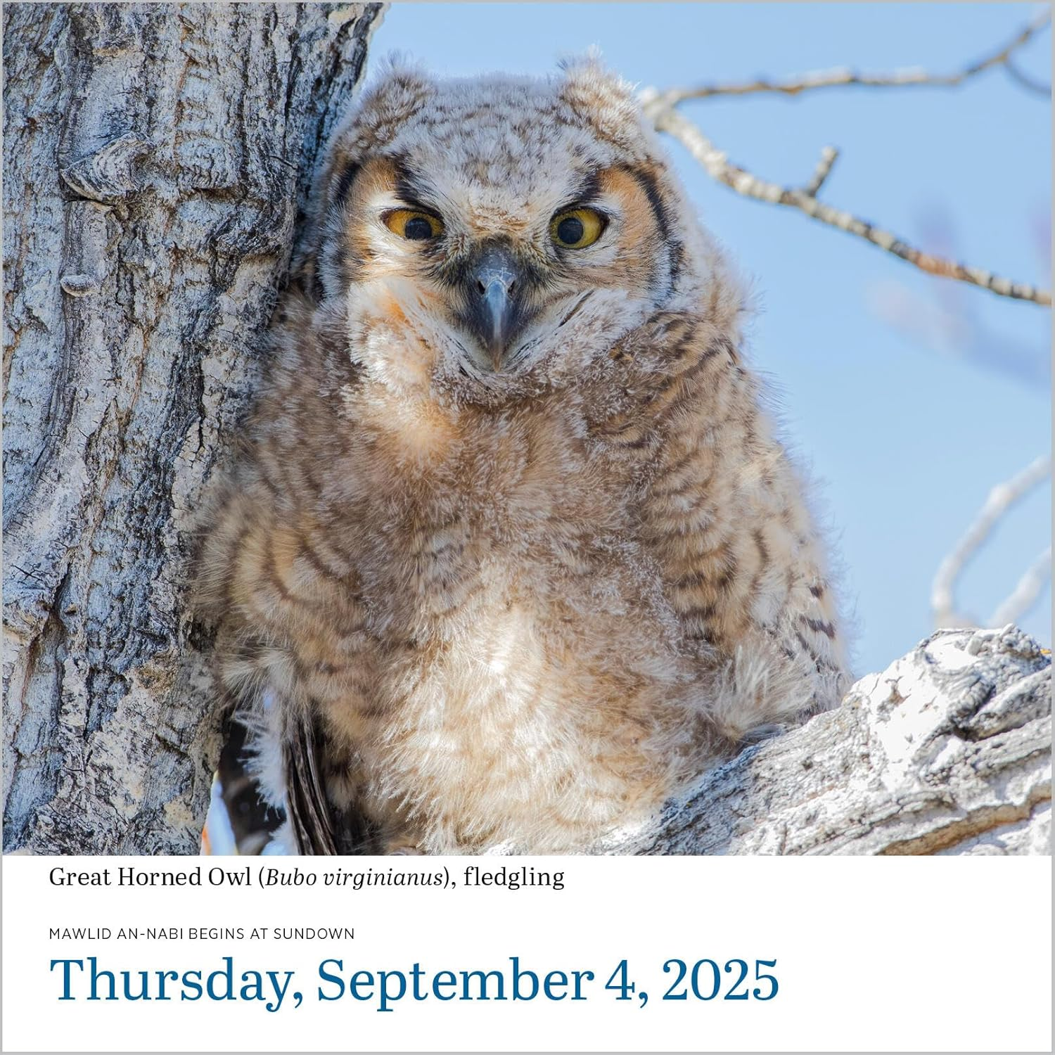 Audubon Birds Page-A-Day Calendar 2025: the World'S Favourite Bird Calendar image number 4
