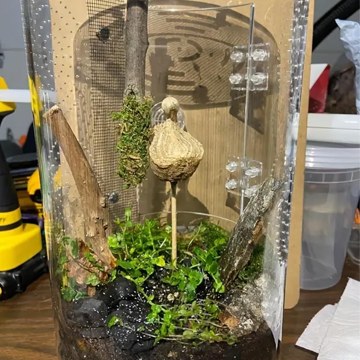 AIMALL Jumping Spider Cylindrical Pet Breeding Box with Front Door | Acrylic Reptile Cage for Pet Spiders and Small Reptiles, 11.5X6In Terrarium Habitat image number 4