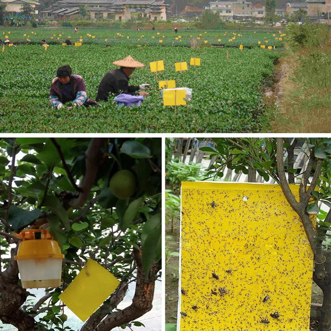 20 Pack Sticky Trap, H HOME-MART Dual-Sided Yellow Sticky Traps,Fruit Fly Trap Indoor,Gnat Traps,15X20Cm, Twist Ties Included for Flying Plant Insect like Fungus Gnats, Flying Aphid, Leaf Miners