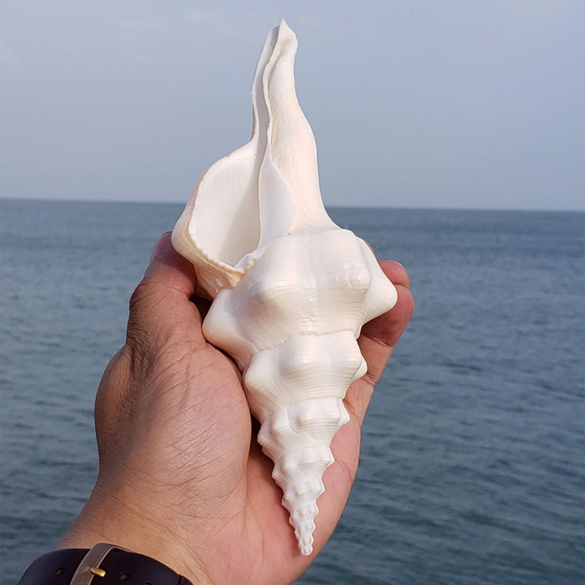 Shells,Conch Shell, Shells Natural Super Conch Landrace Spiral Snail for Decorations DIY Crafts Various(19~20Cm)