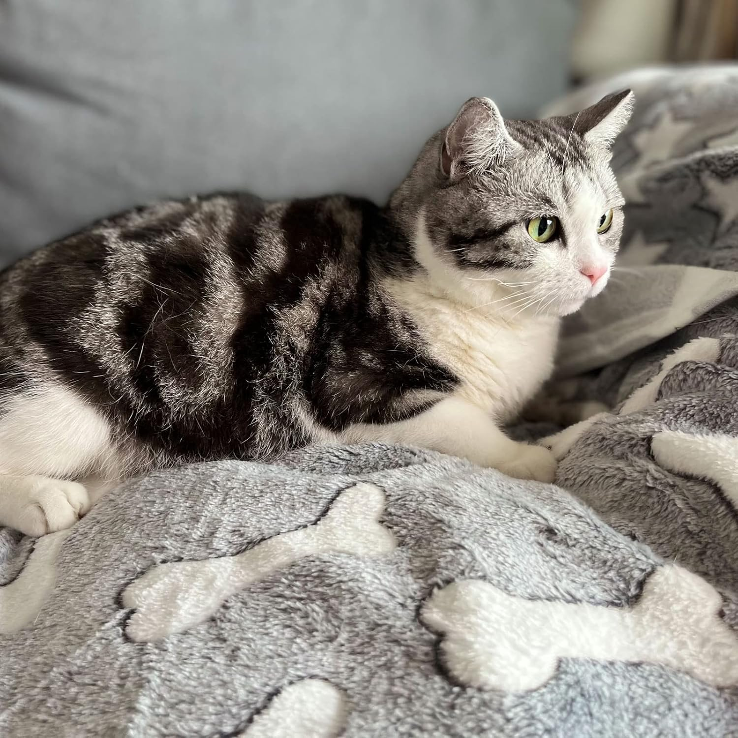 1 Pack 3 Puppy Blankets Super Soft Warm Sleep Mat Grey Cute Print Blanket Fluffy Fleece Pet Blanket Flannel Throw Dog Blankets for Small Dogs Puppy Dogs Fluffy Cats,Bone-Large(40"X30") image number 4