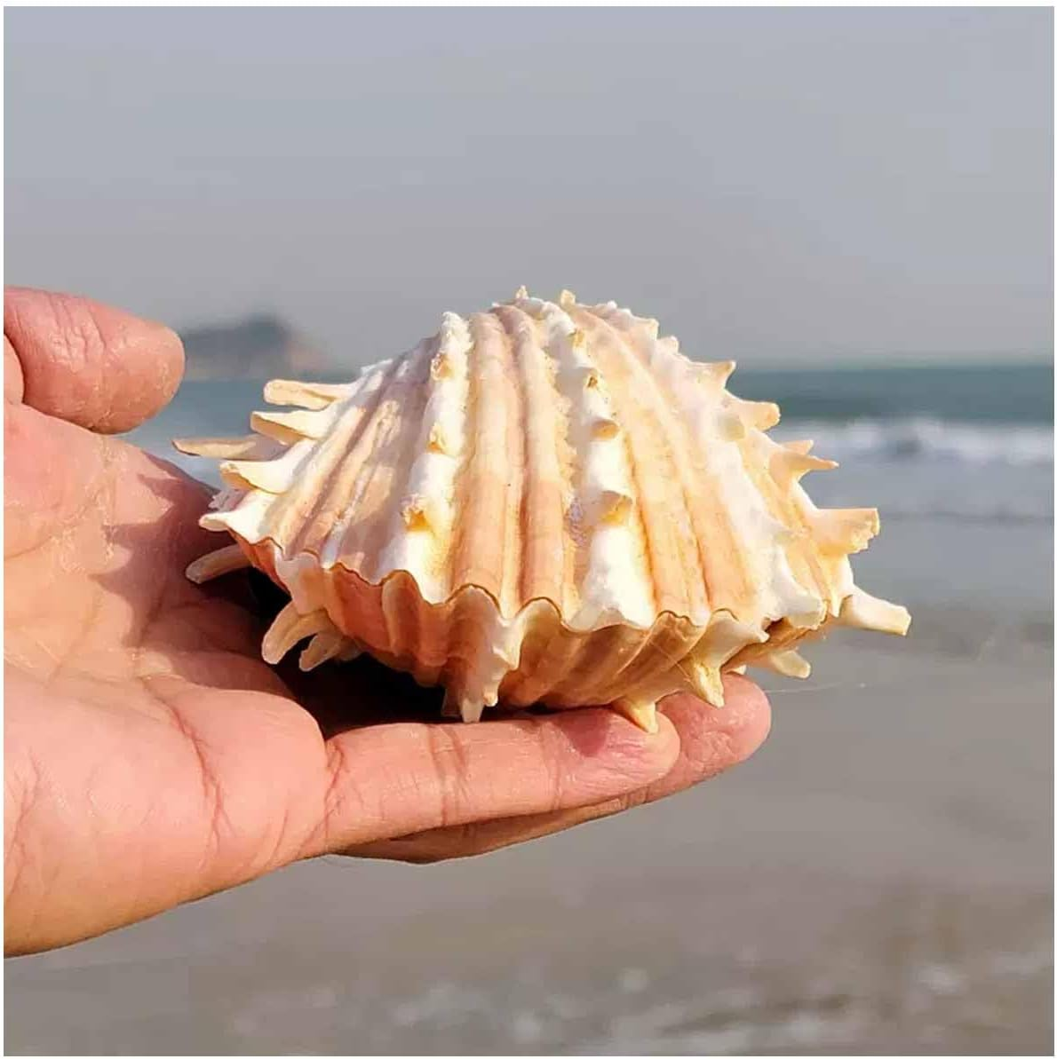 Shells,Conch Shell, Shells Natural Large Conch Shell 10-13Cm for Home Decorations,Diy Crafts(12~13Cm)