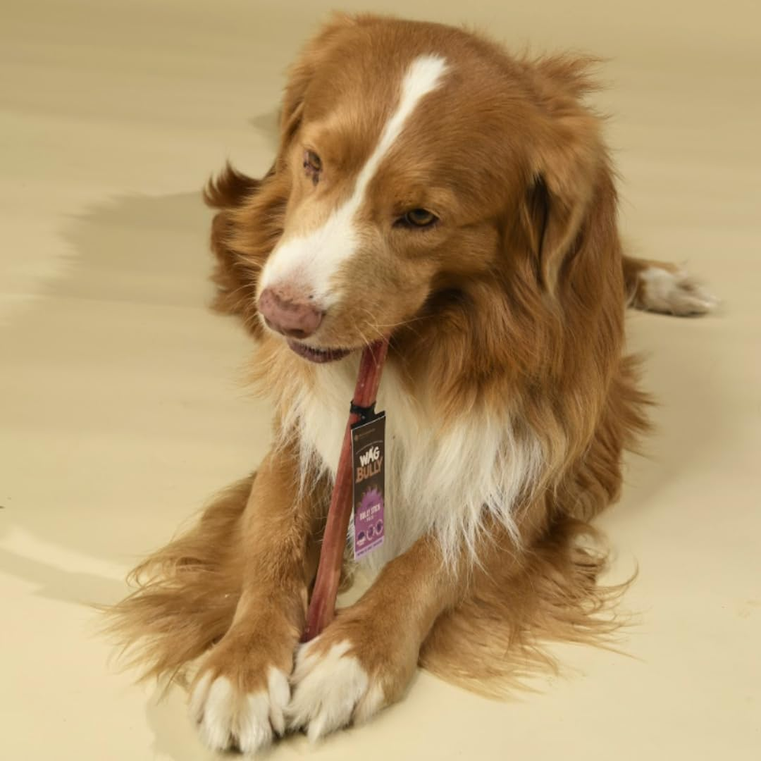 Large Bully Sticks 4 Pack, Grain Free Hypoallergenic Natural Dog Treat Chew, Beloved Boredom Busters image number 3