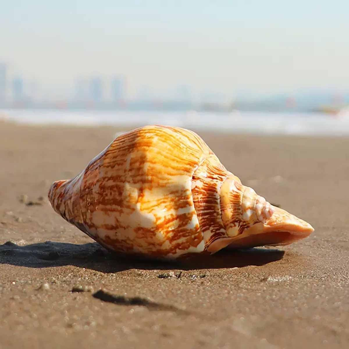 Shells,Conch Shell, Shells Natural Large Shell of Conch Home Decorations 12~16Cm(12~13Cm) image number 3