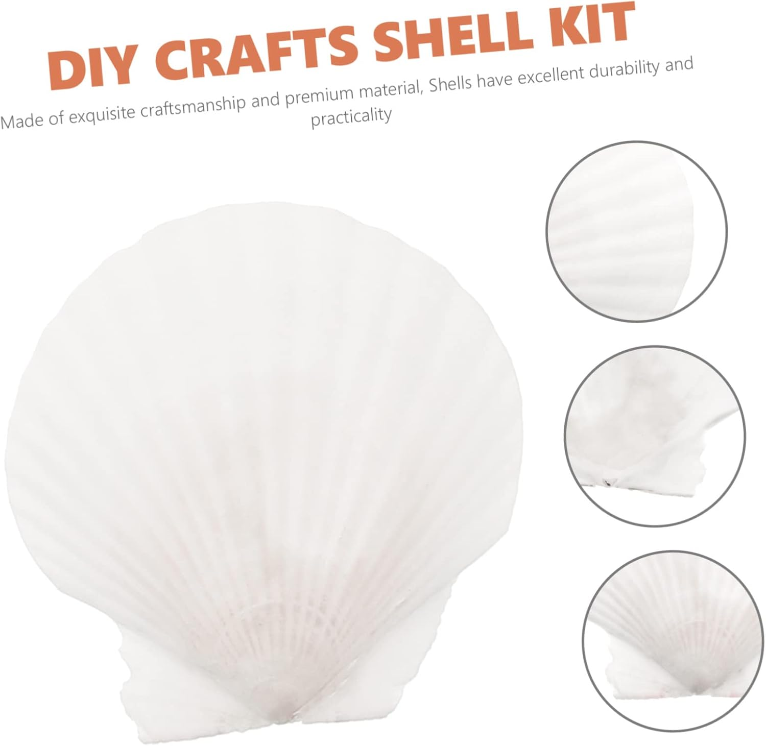 10Pcs Natural White Scallop Shells for DIY Crafts Home Decoration Aquarium Ornaments and Seasonal Projects image number 4