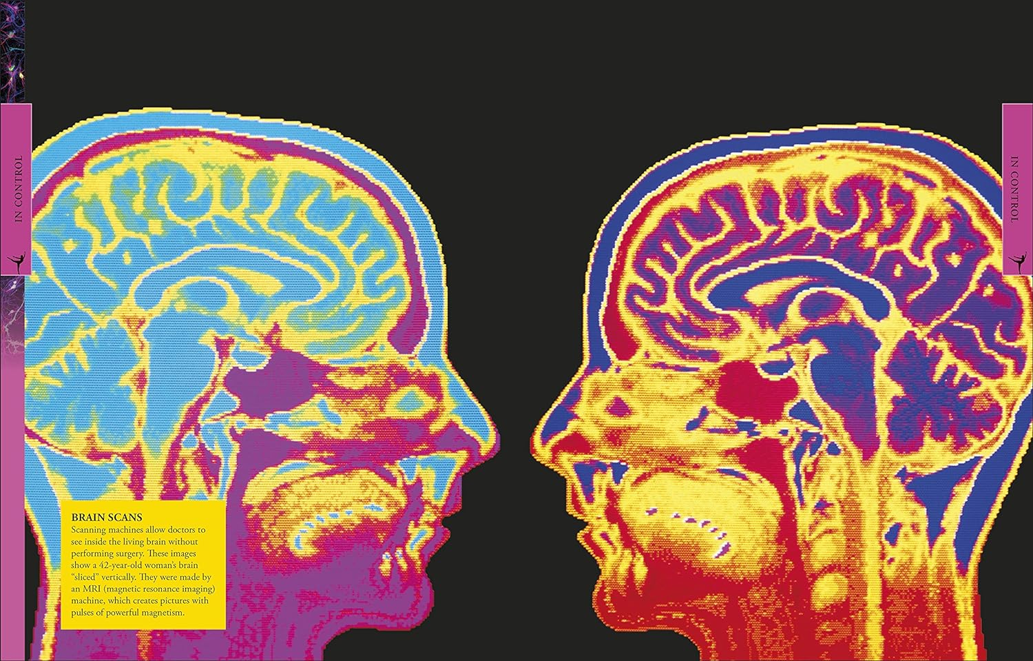 Human Body a Children'S Encyclopedia image number 1