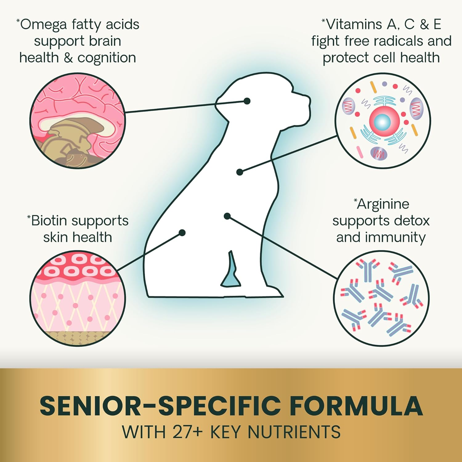 Vetriscience Senior 27+ Active Health Chews, Canine plus Daily Multivitamin for Senior Dogs, Balanced Vitamins, Minerals and Antioxidants, Healthy Aging and Wellness Support, Veggie, 60 Count image number 5