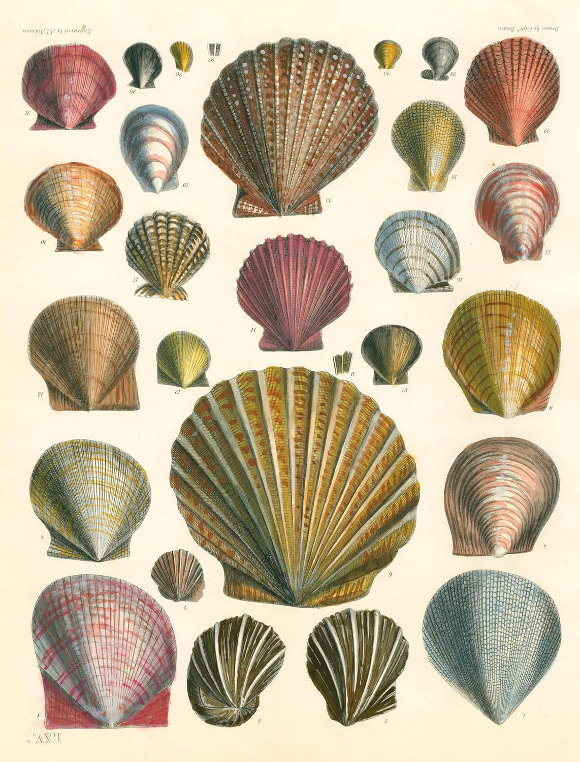 John Derian Paper Goods: Wrapping Paper & Gift Tags image number 6