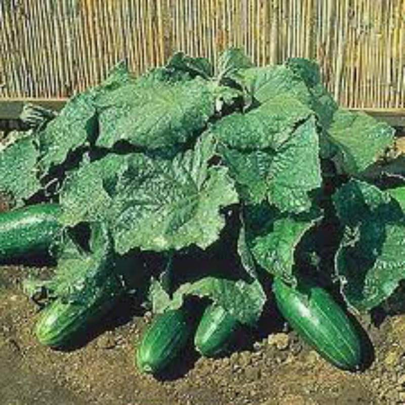Cucumber Spacemaster Bush 15 Seeds