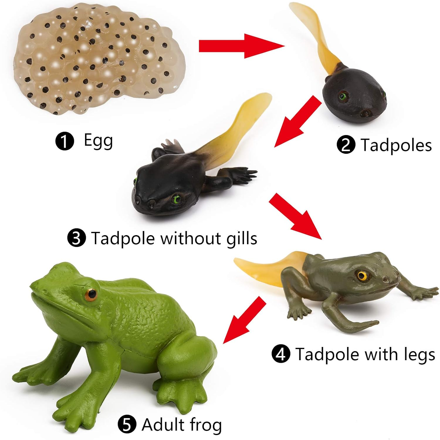 UANDME Life Cycle Figurines of a Monarch Butterfly and a Frog Realistic Education Insects Life Stages Figures for Learning and Teaching Aids image number 2