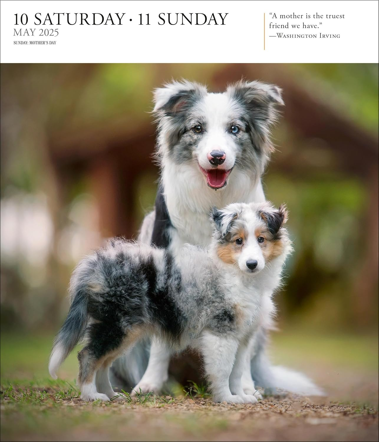 Dog Page-A-Day Gallery Calendar 2025: an Elegant Canine Celebration image number 4