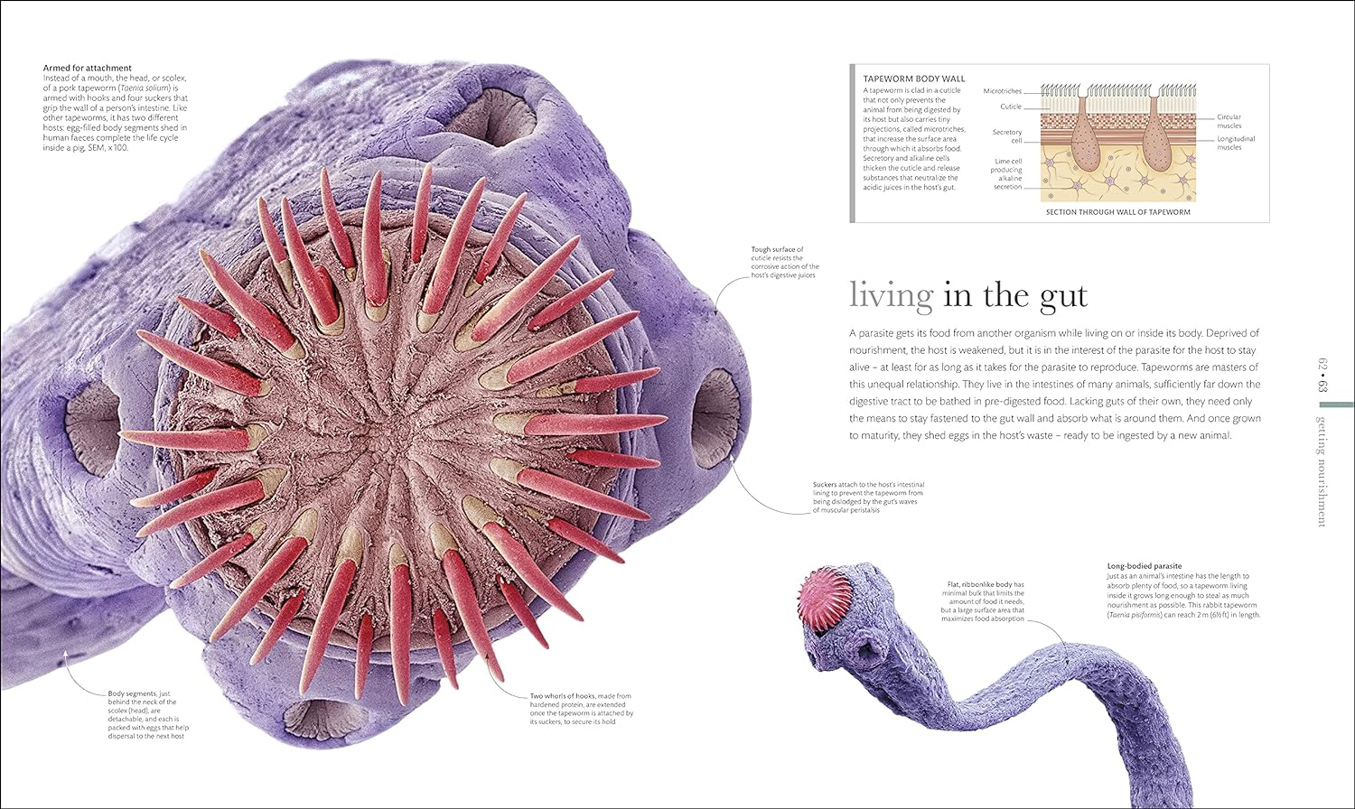 Micro Life: Miracles of the Miniature World Revealed image number 5