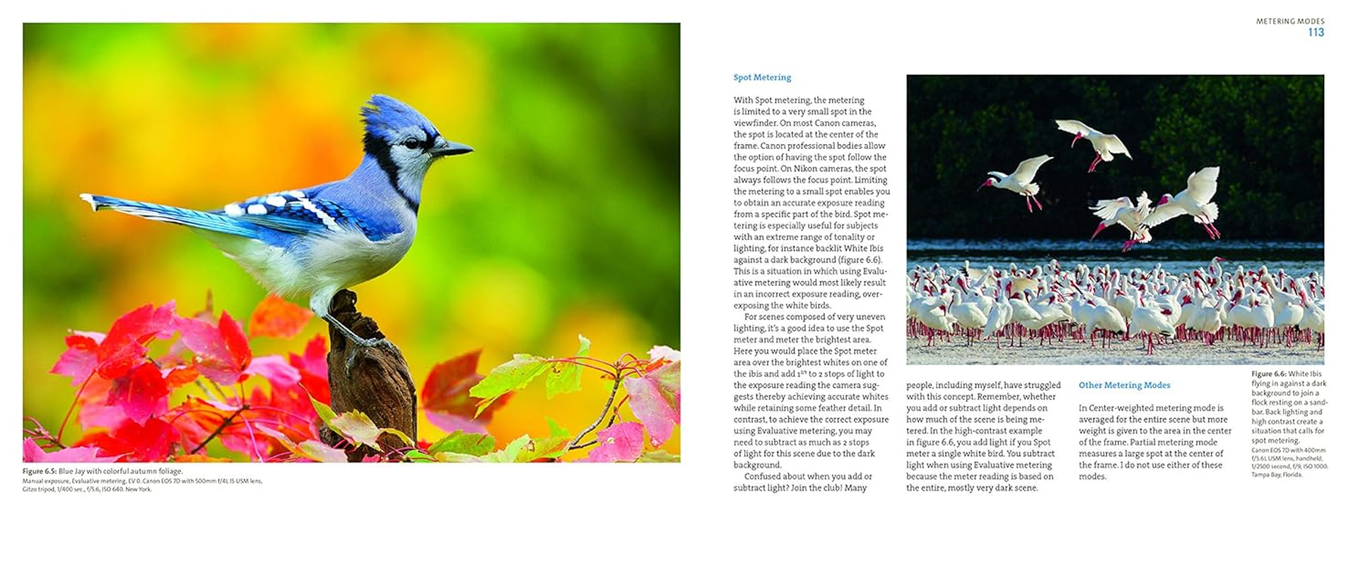 Mastering Bird Photography: the Art, Craft, and Technique of Photographing Birds and Their Behavior image number 5