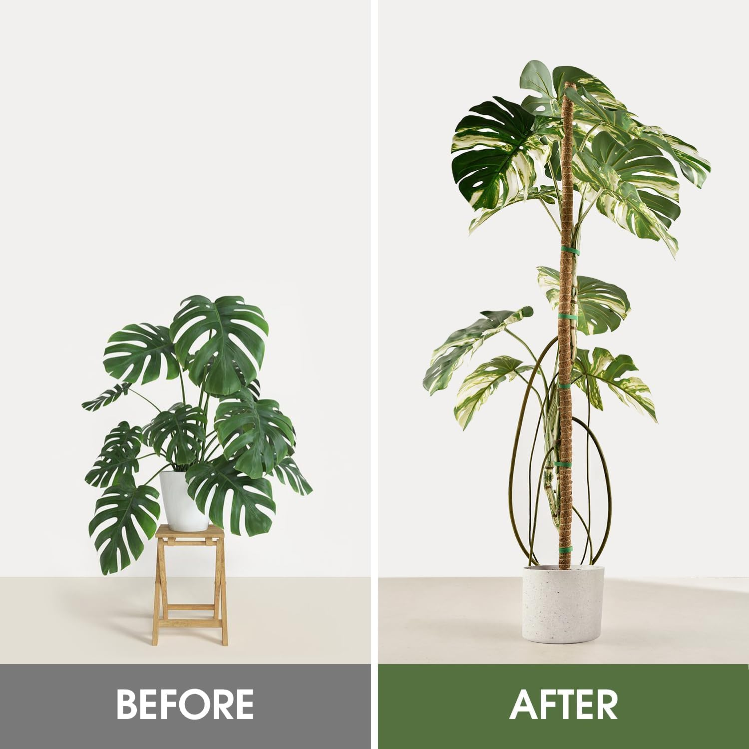 2 Pack Moss Pole, 48 Inch/120Cm Bendable Moss Pole for Plants Monstera, Moss Poles for Climbing Plants, Handmade Coco Coir Pole Plant Sticks Support Plant Stakes for Indoor Plants to Grow Upwards image number 3