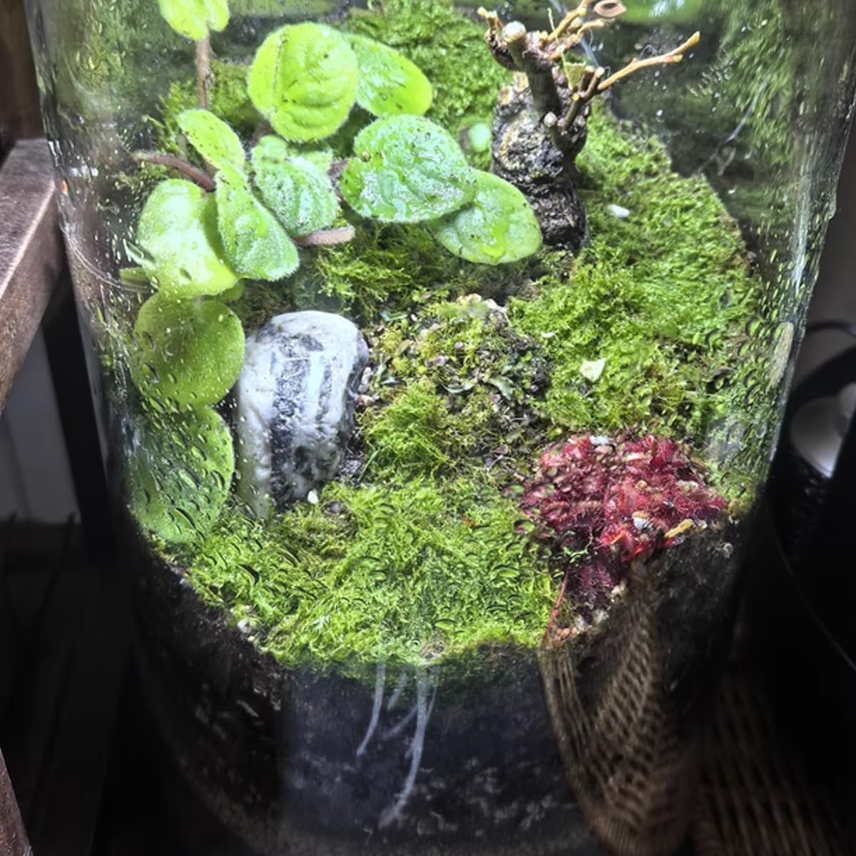 AIMALL Jumping Spider Cylindrical Pet Breeding Box with Front Door | Acrylic Reptile Cage for Pet Spiders and Small Reptiles, 11.5X6In Terrarium Habitat image number 6